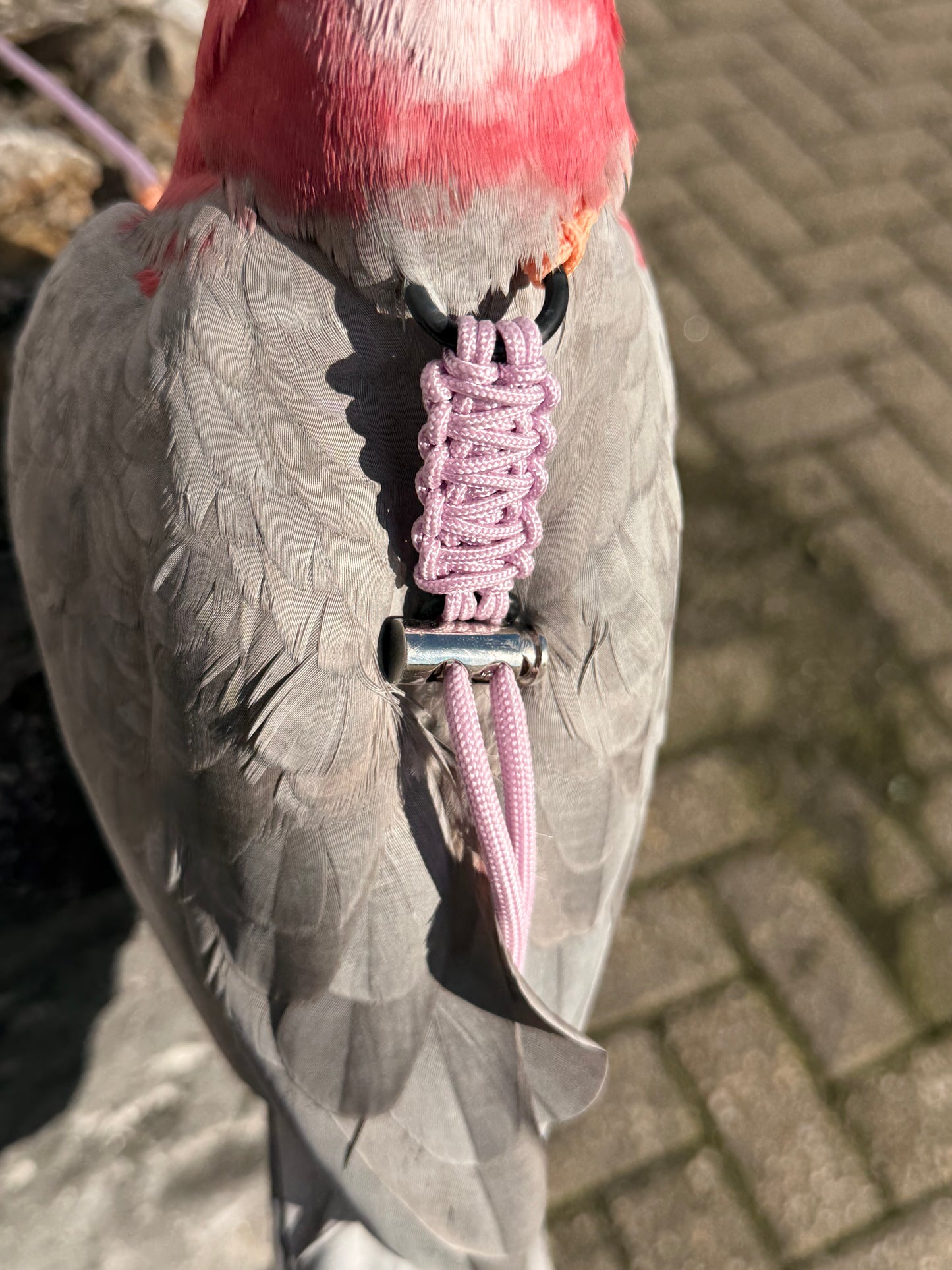 Paracord Pastel Vogeltuigje incl. lijn– Veilig & Comfortabel