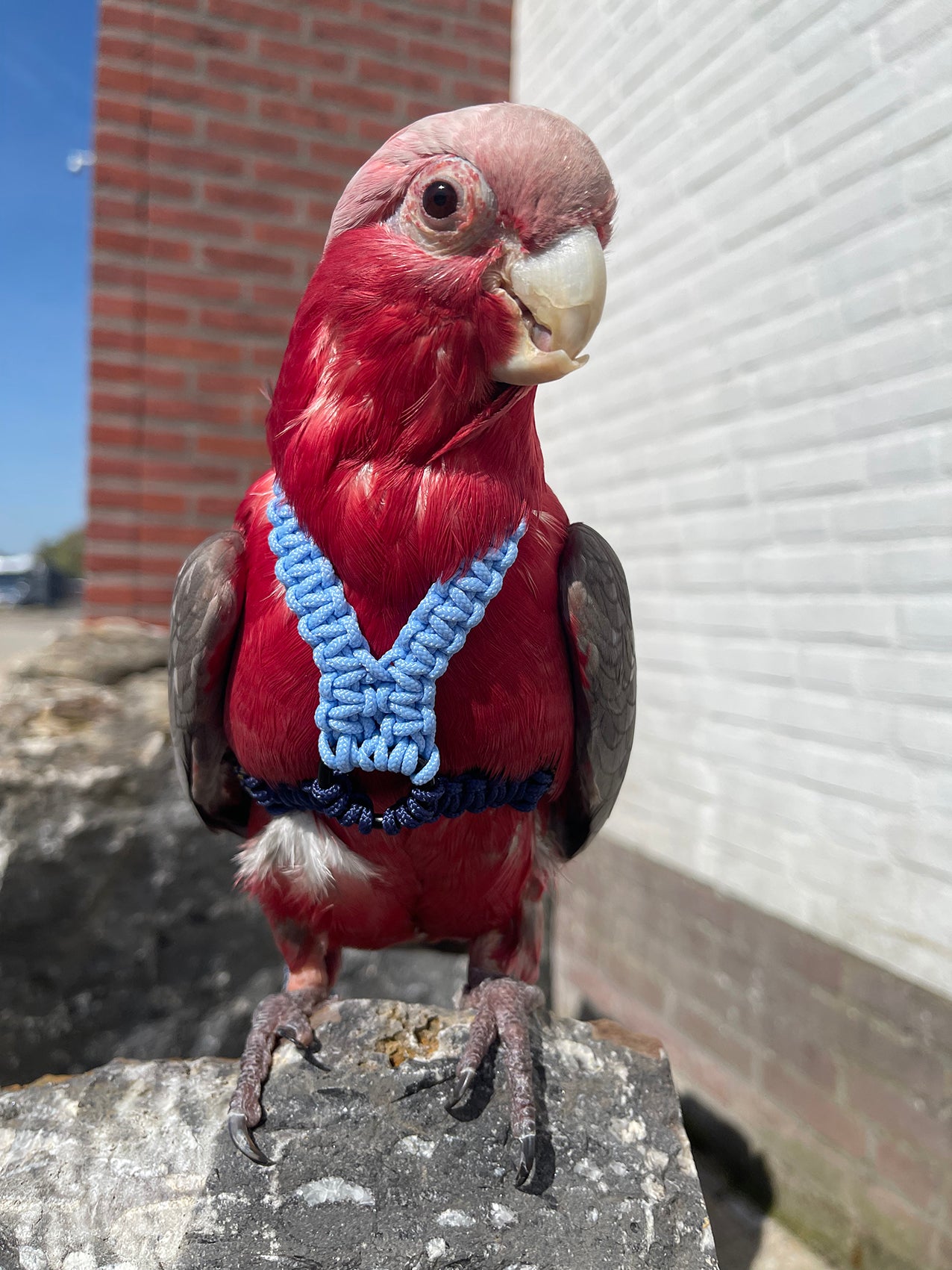 Paracord Blauwe Vogeltuigje incl. lijn – Veilig & Comfortabel