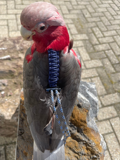 Paracord Blauwe Vogeltuigje incl. lijn – Veilig & Comfortabel