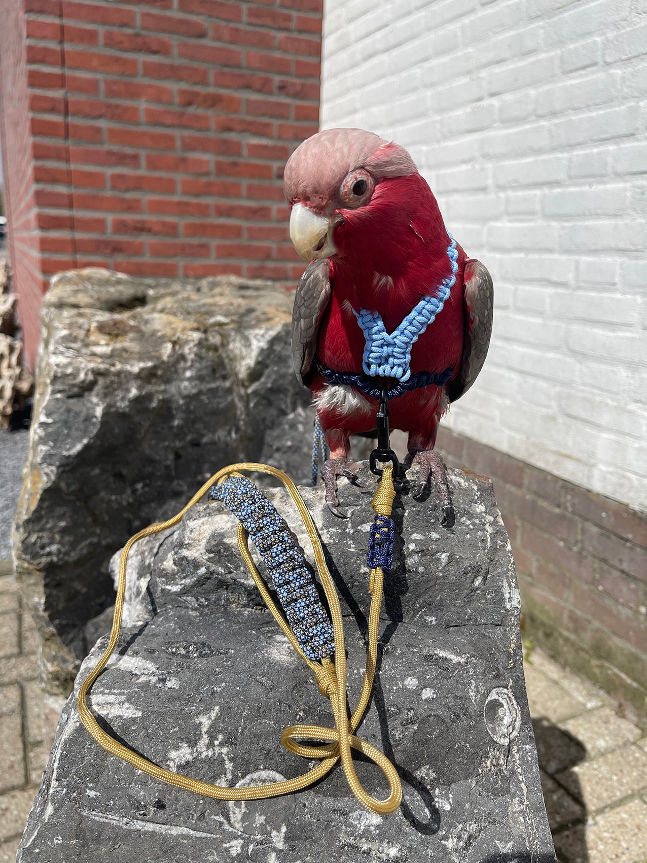 Paracord Blauwe Vogeltuigje incl. lijn – Veilig & Comfortabel