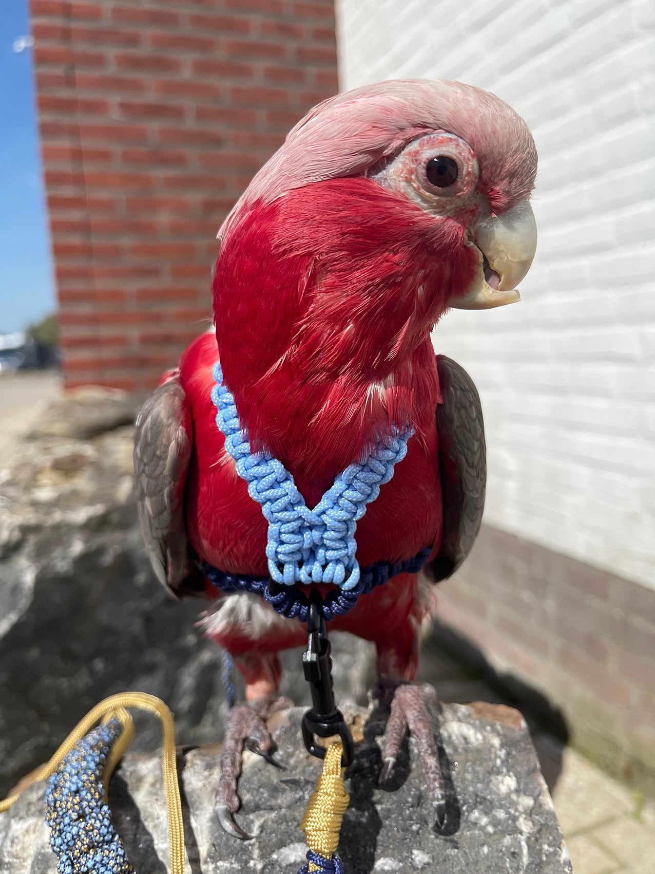 Paracord Blauwe Vogeltuigje incl. lijn – Veilig & Comfortabel
