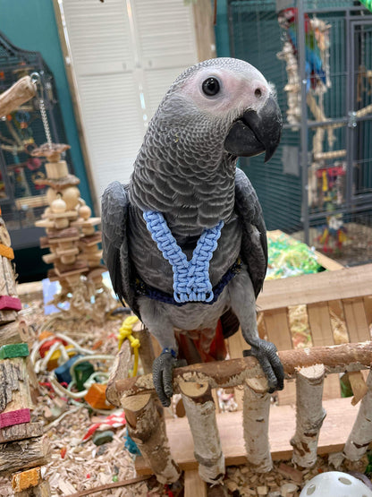 Paracord Blauwe Vogeltuigje incl. lijn – Veilig & Comfortabel