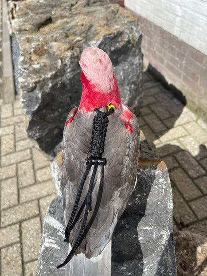 Paracord Neon geel / zwart Vogeltuigje incl. lijn– Veilig & Comfortabel