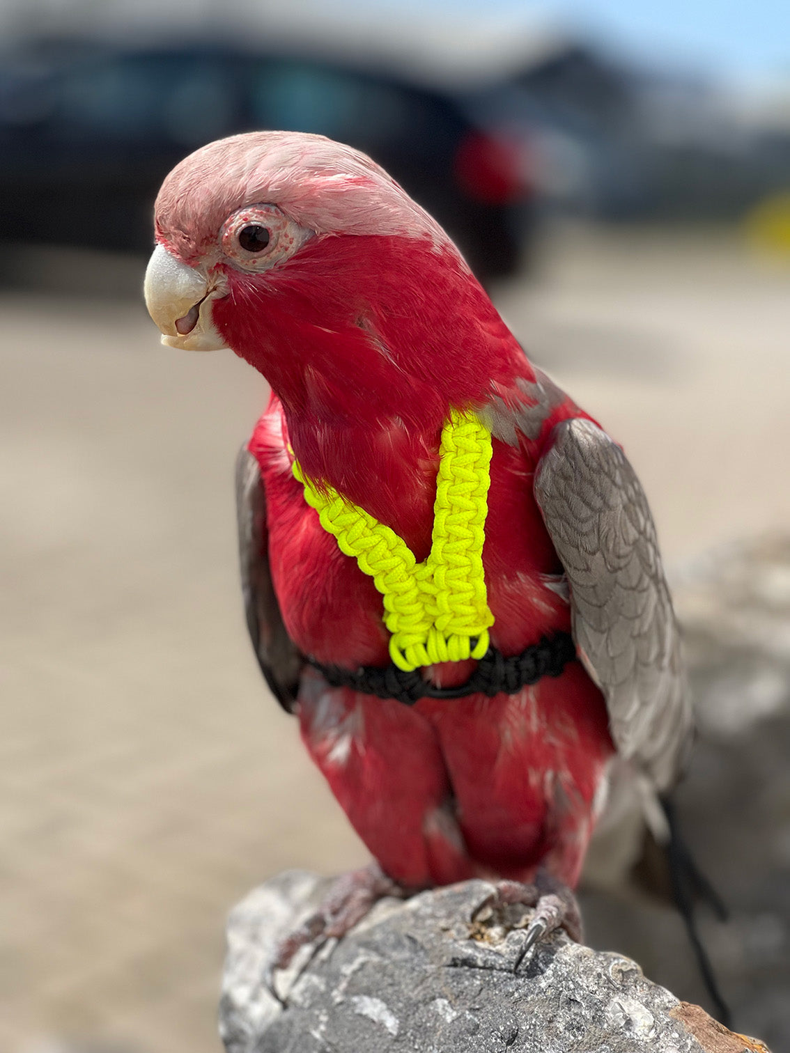 Paracord Neon geel / zwart Vogeltuigje incl. lijn– Veilig & Comfortabel