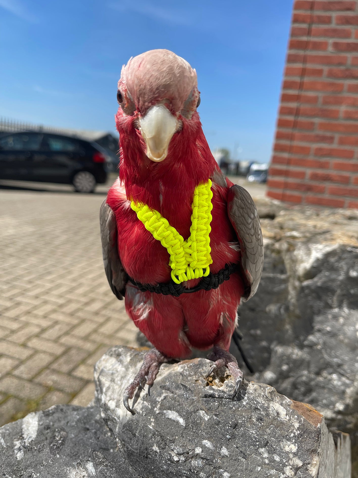 Paracord Neon geel / zwart Vogeltuigje incl. lijn– Veilig & Comfortabel