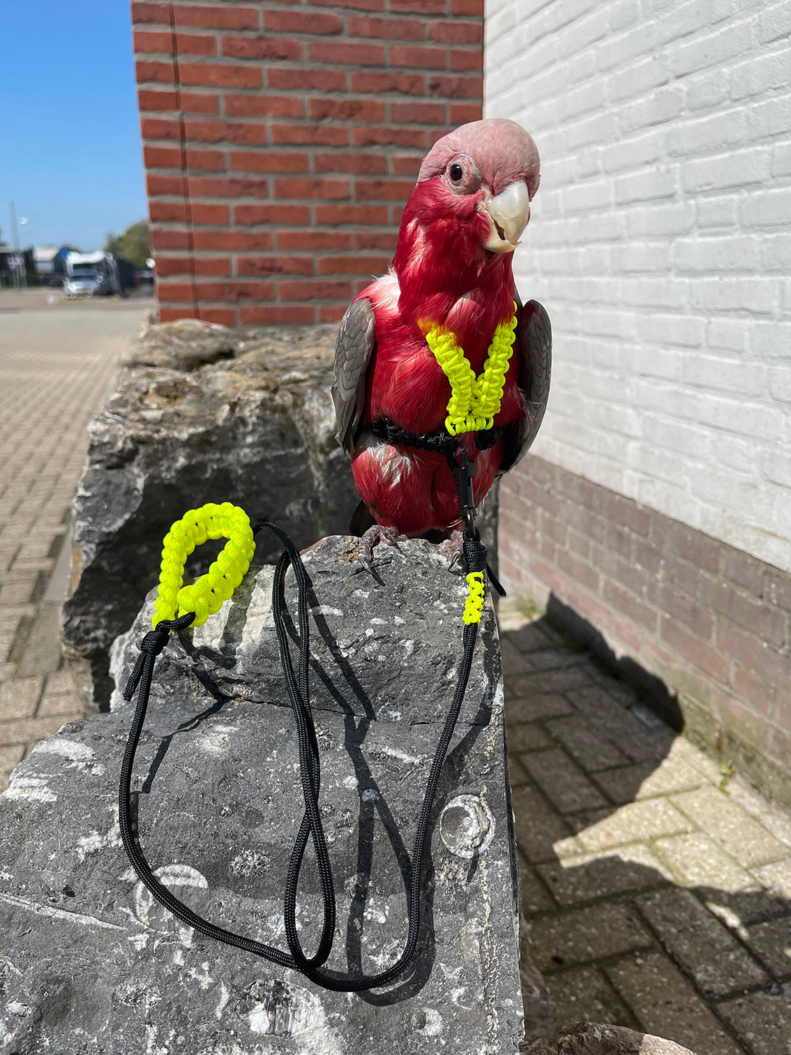 Paracord Neon geel / zwart Vogeltuigje incl. lijn– Veilig & Comfortabel