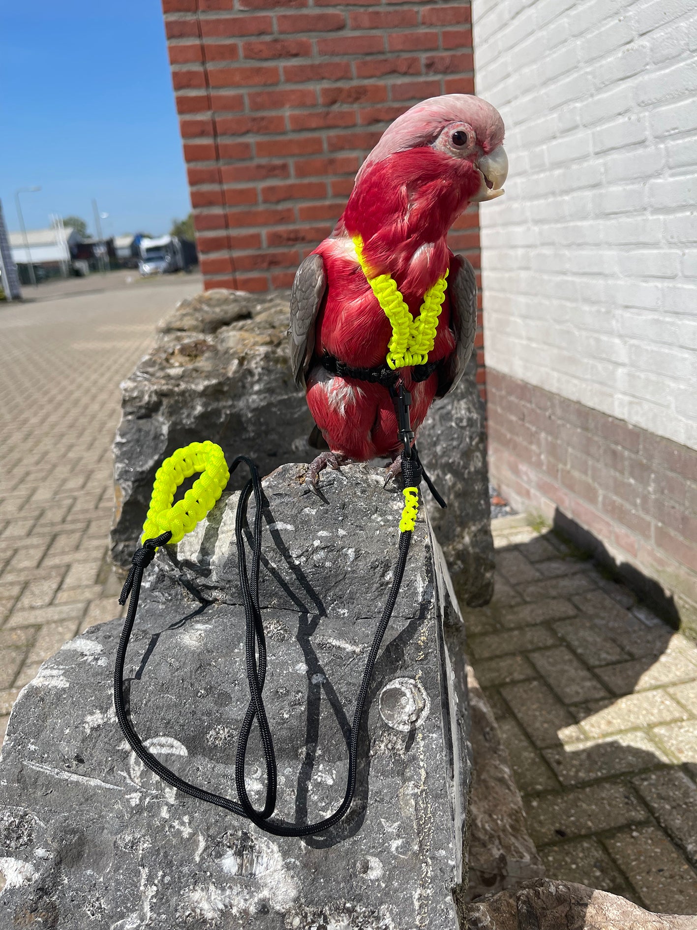 Paracord Neon geel / zwart Vogeltuigje incl. lijn– Veilig & Comfortabel