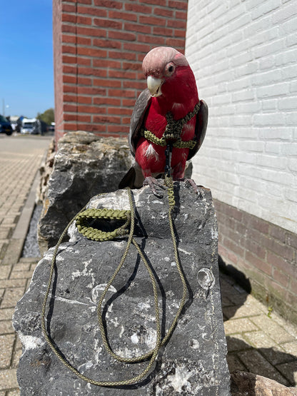 Paracord Camouflage groen Vogeltuigje incl. lijn – Veilig & Comfortabel
