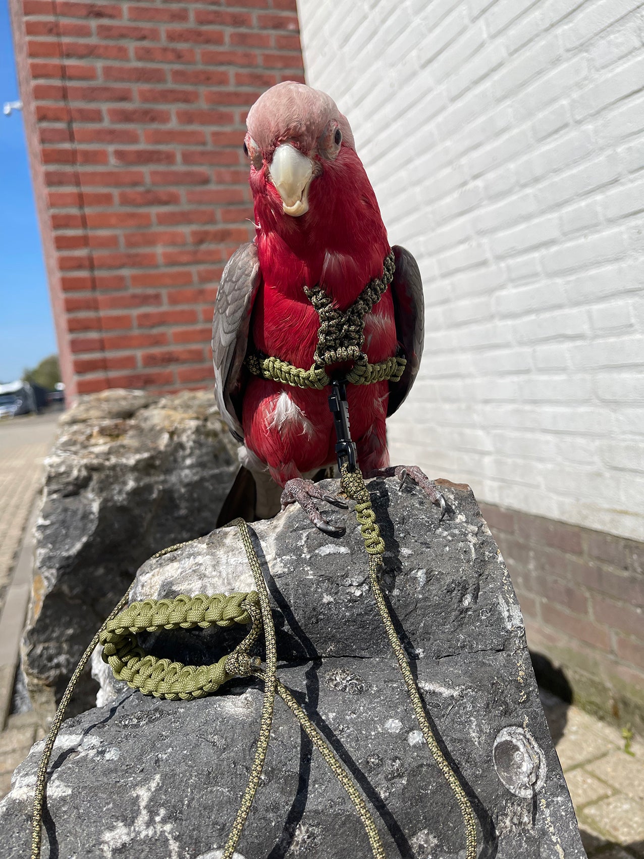 Paracord Camouflage groen Vogeltuigje incl. lijn – Veilig & Comfortabel