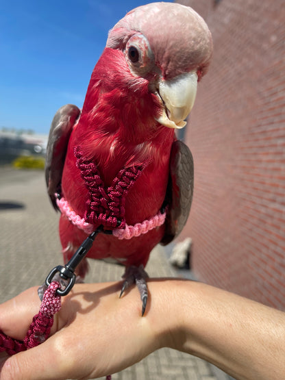 Paracord Roze/Rood Vogeltuigje incl. lijn– Veilig & Comfortabel