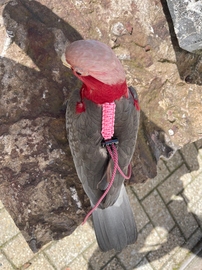 Paracord Roze/Rood Vogeltuigje incl. lijn– Veilig & Comfortabel