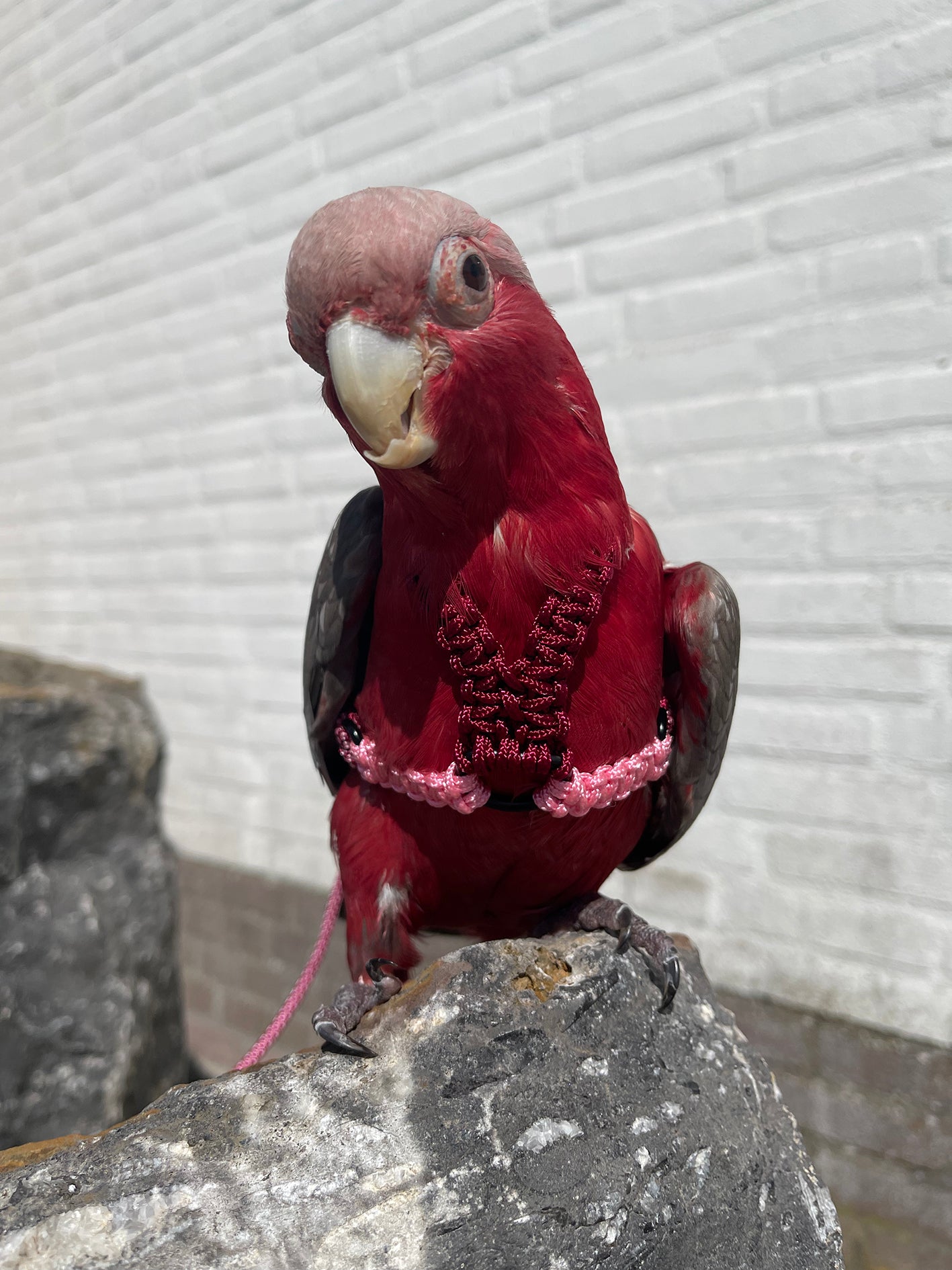 Paracord Roze/Rood Vogeltuigje incl. lijn– Veilig & Comfortabel