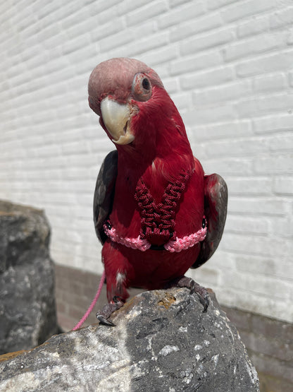 Paracord Roze/Rood Vogeltuigje incl. lijn– Veilig & Comfortabel