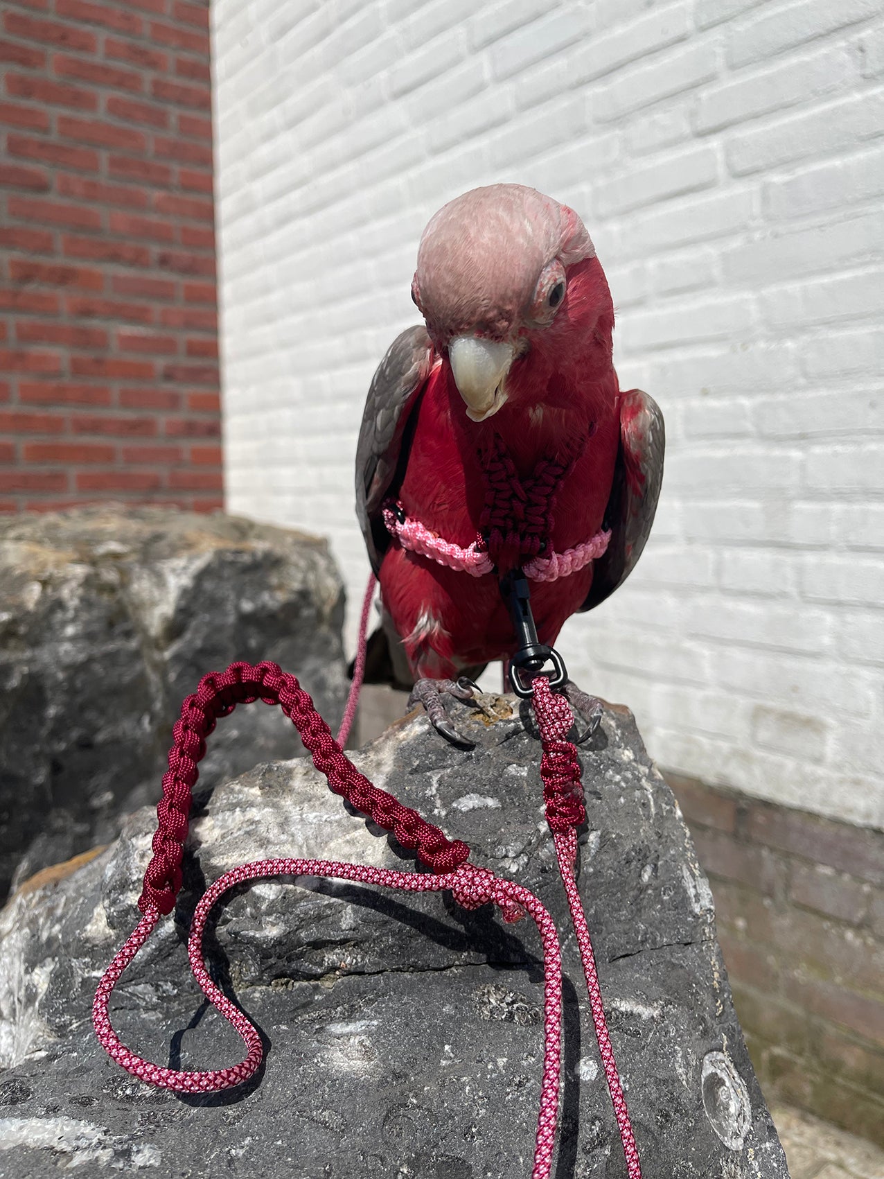 Paracord Roze/Rood Vogeltuigje incl. lijn– Veilig & Comfortabel