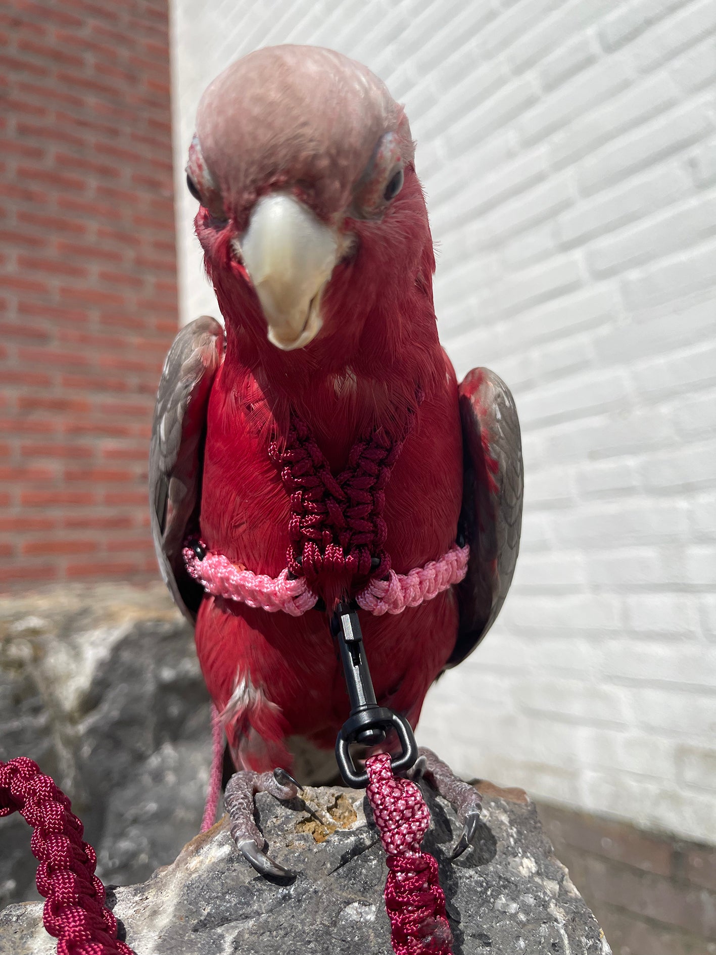 Paracord Roze/Rood Vogeltuigje incl. lijn– Veilig & Comfortabel